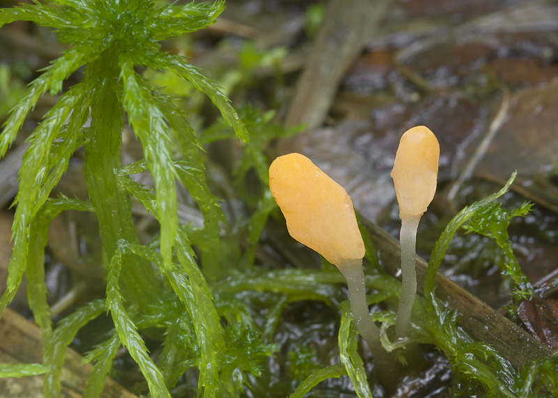 Mitrula paludosa